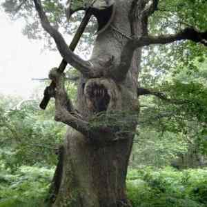 Obrázek 'A-Great-Collection-OF-Funny-Snaps-023'