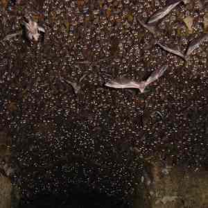 Obrázek 'A-cave-full-of-bats'