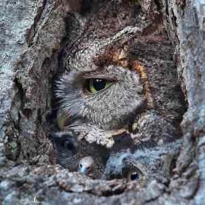 Obrázek 'A-family-photo-of-owls'
