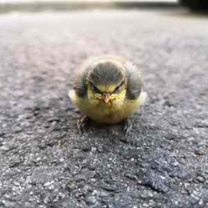 Obrázek 'ANgryBIrd'