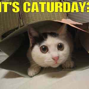 Obrázek 'A - caturday 1'