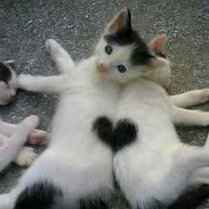 Obrázek 'A - kitten heart'