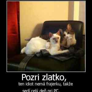 Obrázek 'A - kocicky od awena'