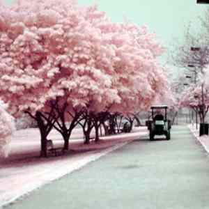 Obrázek 'A Land of Cotton Candy'