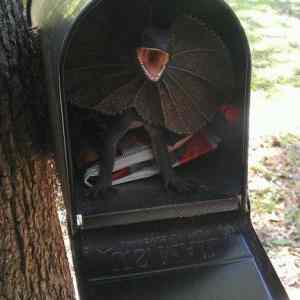 Obrázek 'A Surprise in the Mail'