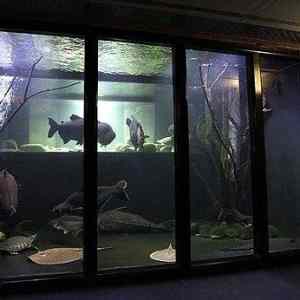 Obrázek 'A huge Aquarium in his House'