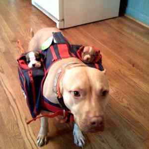 Obrázek 'A momma pitbull carrying her babies 18-01-2012'