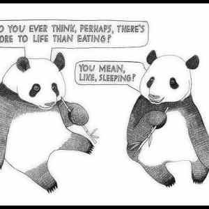 Obrázek 'A pandas life'