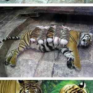 Obrázek 'A tiger mother'