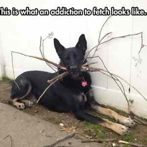 Obrázek 'Addicted To Fetch'
