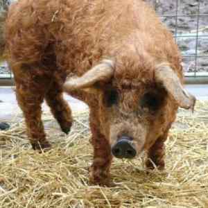 Obrázek 'Adorable-Sheep-Piggy'
