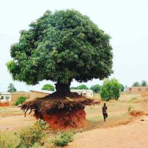 Obrázek 'AfricaTree'
