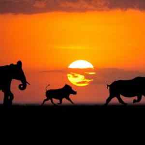 Obrázek 'Africa animals'