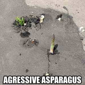 Obrázek 'Agresivna spargla'