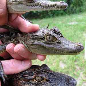 Obrázek 'Aligator krokodyl kajman'