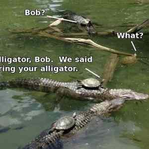Obrázek 'Alligator Bob - 21-05-2012'