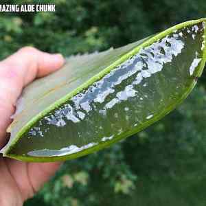 Obrázek 'AloeChunk'