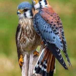 Obrázek 'American Kestrel Falcon'