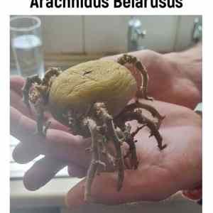 Obrázek 'Arachnidus Belarus '