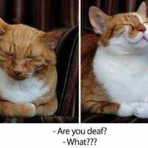 Obrázek 'Are you deaf'