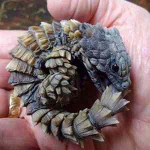 Obrázek 'Armadillo-girdled-lizard-looks-just-like-a-baby-dragon'