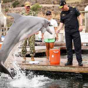 Obrázek 'Armady a navy trenuje delfine'