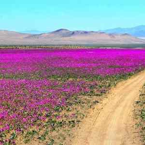 Obrázek 'Atacama neni poust'