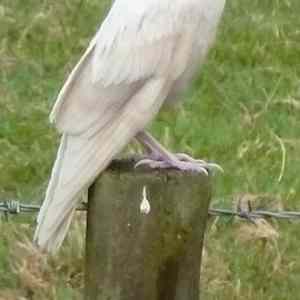 Obrázek 'Awesome-Albino-crow'