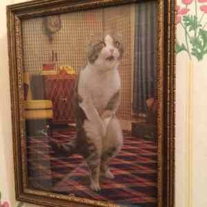 Obrázek 'Awesome&nbsp;Artwork-Cat'