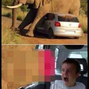 Obrázek 'Awkward elephant encounter'