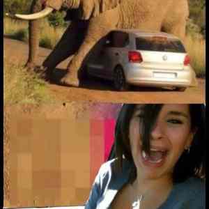 Obrázek 'Awkward&nbsp;elephant&nbsp;encounter&nbsp;fixed'