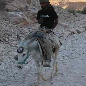 Obrázek 'BMW Donkey'