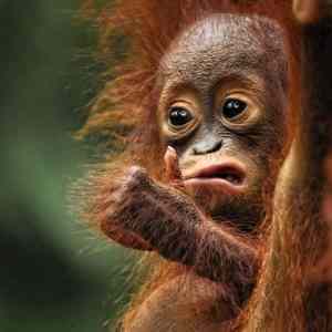 Obrázek 'Baby Orangutan Gives Thumbs-Up'
