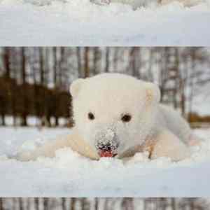 Obrázek 'Baby Polar Bear In The Snow'