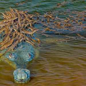 Obrázek 'Baby crocs going for a ride'