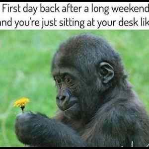 Obrázek 'Back&nbsp;To&nbsp;Work&nbsp;After&nbsp;A&nbsp;Long&nbsp;Weekend'