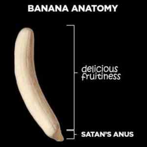 Obrázek 'Banana Anatomy'