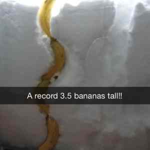 Obrázek 'Bananas&nbsp;for&nbsp;scale'