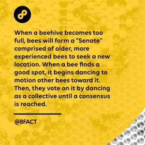 Obrázek 'Bee senate'