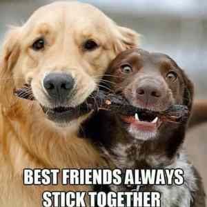 Obrázek 'Best Friends Always'