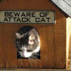 Obrázek 'Beware of'