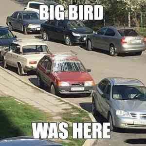 Obrázek 'Big Bird Was Here'