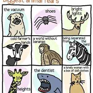 Obrázek 'Biggest Animal Fears 17-01-2012'