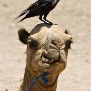 Obrázek 'Bird&nbsp;parking'