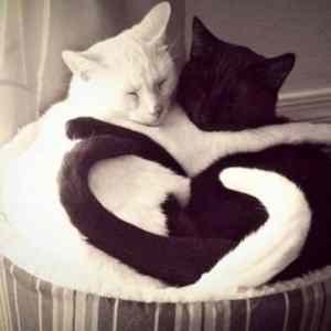 Obrázek 'Black and White love 14-02-2012'
