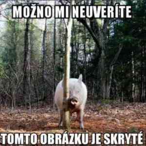 Obrázek 'Blmatko v ukrytu'