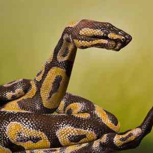 Obrázek 'Body painting'