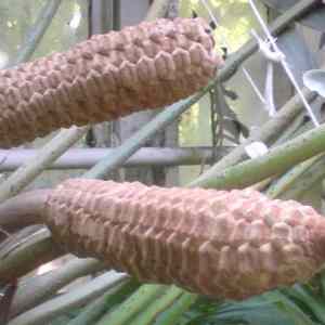 Obrázek 'Botanika     Zamia Furfuracea'