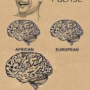 Obrázek 'Brain sizes fixed'