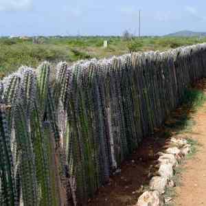 Obrázek 'Built A Fence'